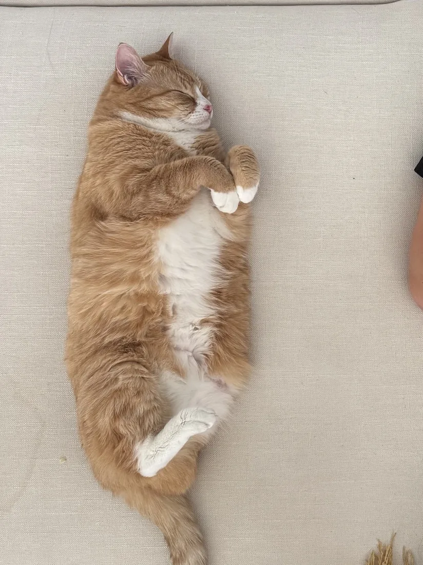 Maui the cat, asleep